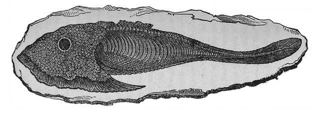 Иллюстрация к книге — Отпечатки жизни. 25 шагов эволюции и вся история планеты [img_48.jpg]