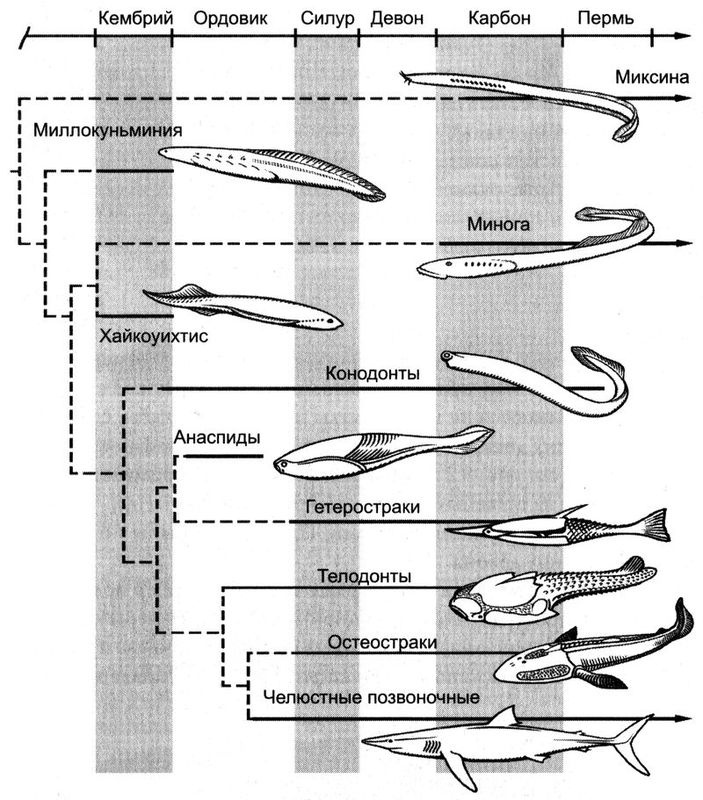 Иллюстрация к книге — Отпечатки жизни. 25 шагов эволюции и вся история планеты [img_49.jpg]