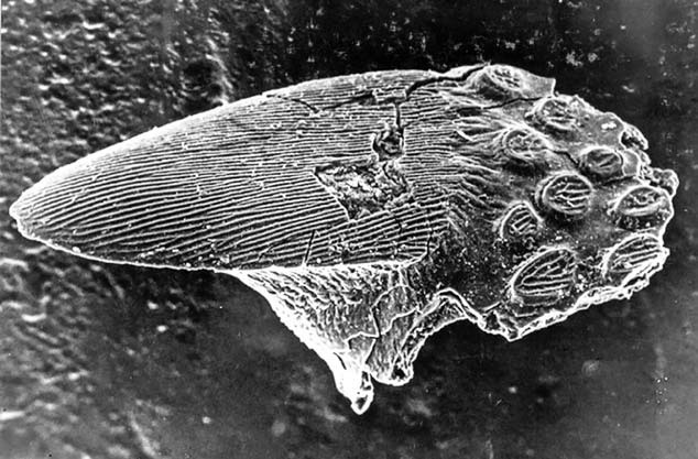 Иллюстрация к книге — Отпечатки жизни. 25 шагов эволюции и вся история планеты [img_52.jpg]