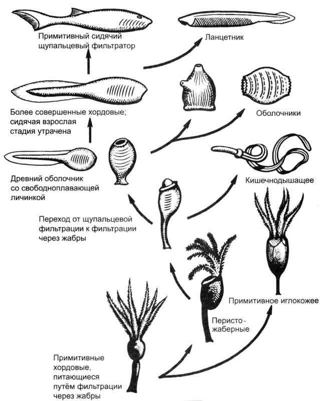 Иллюстрация к книге — Отпечатки жизни. 25 шагов эволюции и вся история планеты [img_53.jpg]