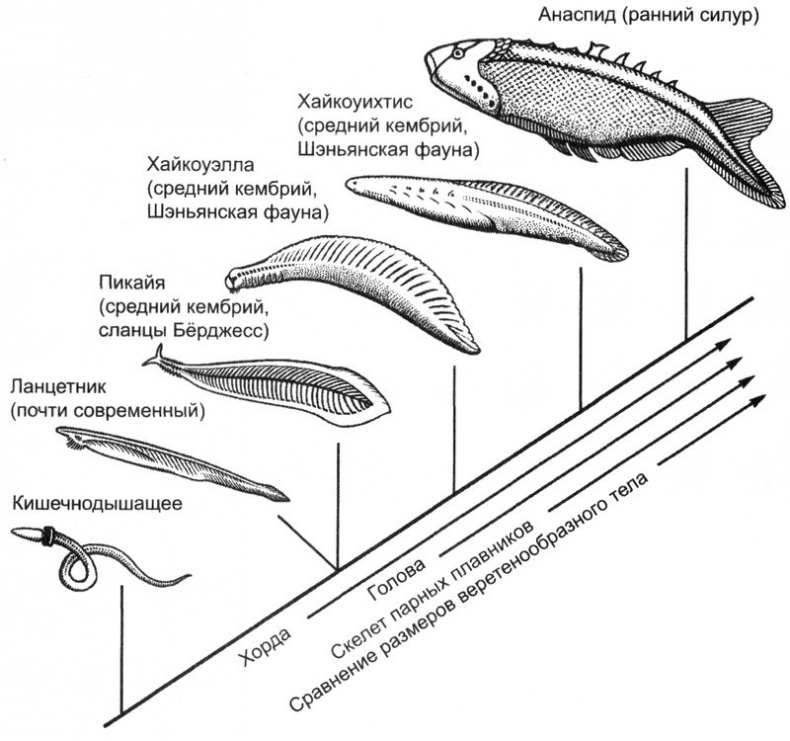 Иллюстрация к книге — Отпечатки жизни. 25 шагов эволюции и вся история планеты [img_56.jpg]