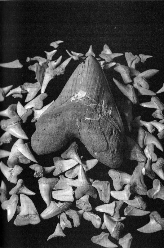 Иллюстрация к книге — Отпечатки жизни. 25 шагов эволюции и вся история планеты [img_57.jpg]