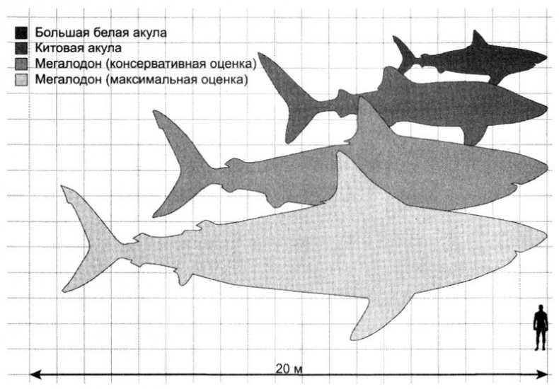 Иллюстрация к книге — Отпечатки жизни. 25 шагов эволюции и вся история планеты [img_60.jpg]