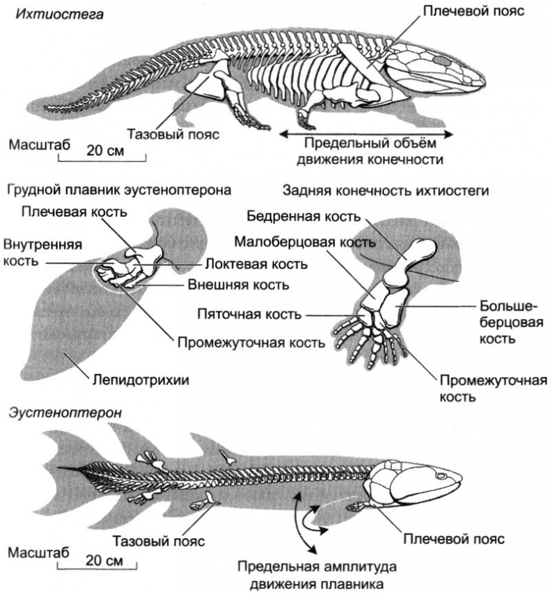 Иллюстрация к книге — Отпечатки жизни. 25 шагов эволюции и вся история планеты [img_62.jpg]
