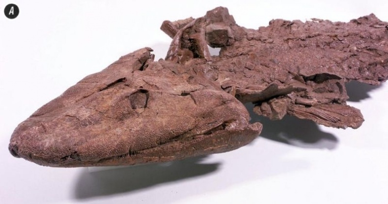 Иллюстрация к книге — Отпечатки жизни. 25 шагов эволюции и вся история планеты [img_64.jpg]