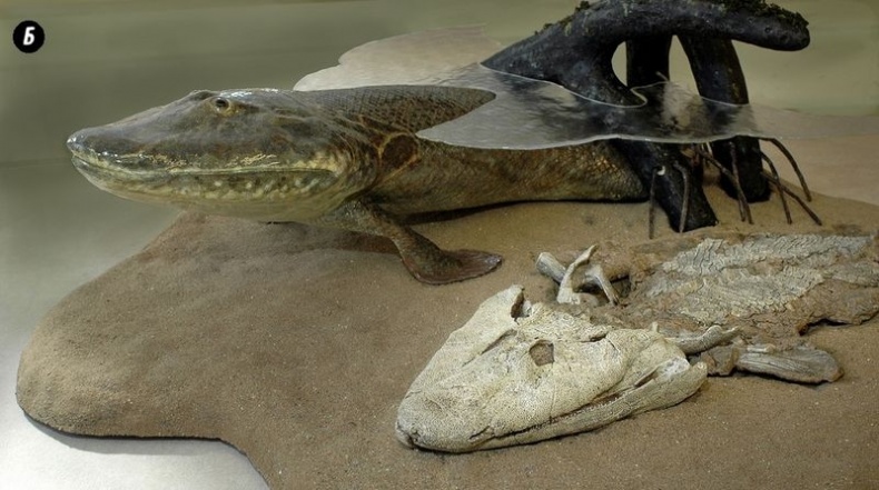 Иллюстрация к книге — Отпечатки жизни. 25 шагов эволюции и вся история планеты [img_65.jpg]