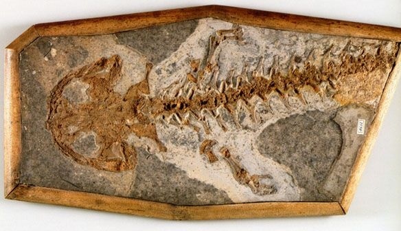 Иллюстрация к книге — Отпечатки жизни. 25 шагов эволюции и вся история планеты [img_68.jpg]