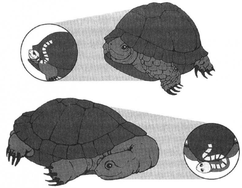 Иллюстрация к книге — Отпечатки жизни. 25 шагов эволюции и вся история планеты [img_77.jpg]