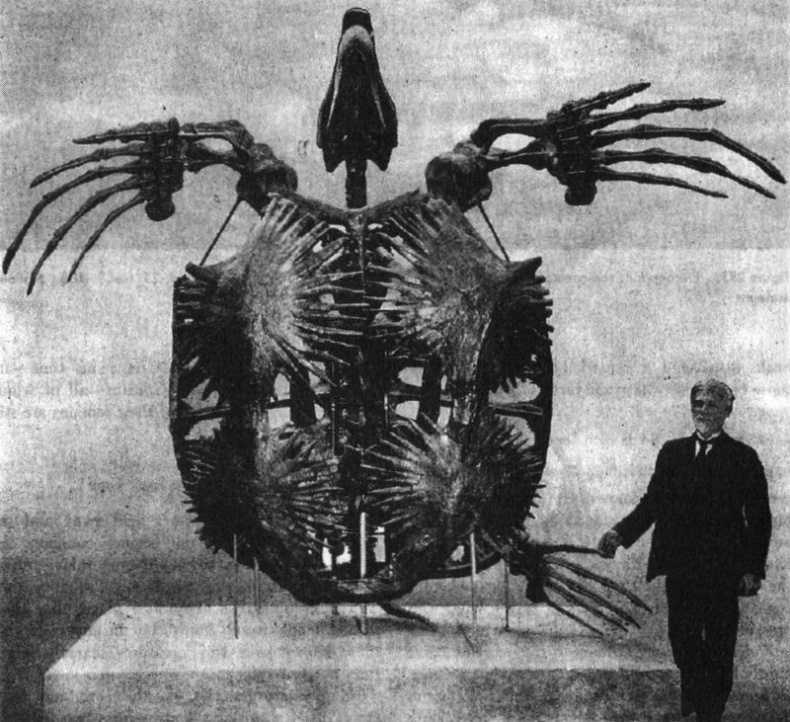 Иллюстрация к книге — Отпечатки жизни. 25 шагов эволюции и вся история планеты [img_79.jpg]