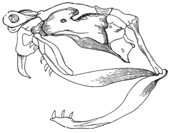 Иллюстрация к книге — Отпечатки жизни. 25 шагов эволюции и вся история планеты [img_87.jpg]