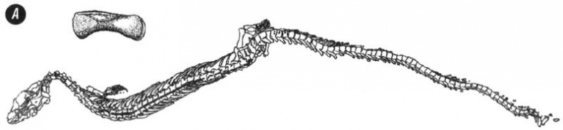 Иллюстрация к книге — Отпечатки жизни. 25 шагов эволюции и вся история планеты [img_90.jpg]