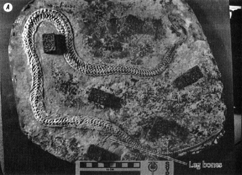 Иллюстрация к книге — Отпечатки жизни. 25 шагов эволюции и вся история планеты [img_92.jpg]