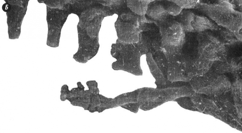 Иллюстрация к книге — Отпечатки жизни. 25 шагов эволюции и вся история планеты [img_93.jpg]