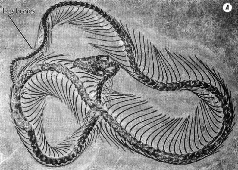 Иллюстрация к книге — Отпечатки жизни. 25 шагов эволюции и вся история планеты [img_94.jpg]