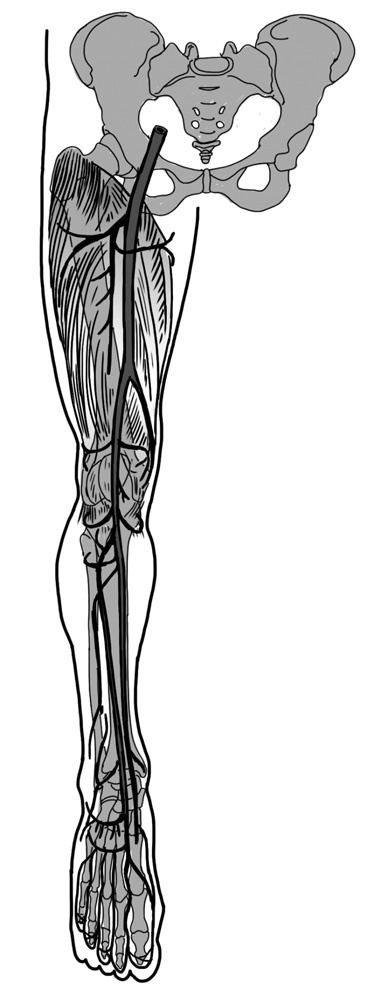 Иллюстрация к книге — 100 лет активной жизни, или Секреты здорового долголетия. 1000 ответов на вопросы, как вернуть здоровье [i_005.jpg]