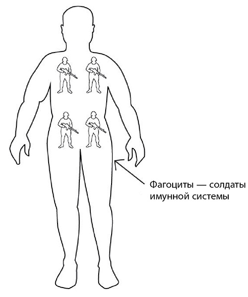 Иллюстрация к книге — 100 лет активной жизни, или Секреты здорового долголетия. 1000 ответов на вопросы, как вернуть здоровье [i_092.jpg]