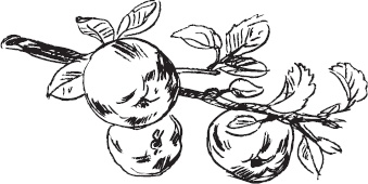 Иллюстрация к книге — Большая энциклопедия садовода-огородника от А до Я [_1.jpg]