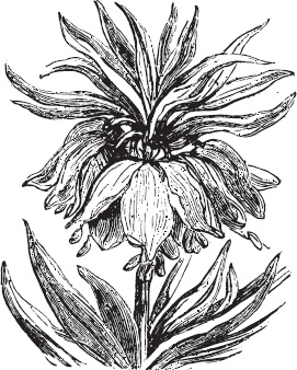 Иллюстрация к книге — Большая энциклопедия садовода-огородника от А до Я [_103.jpg]