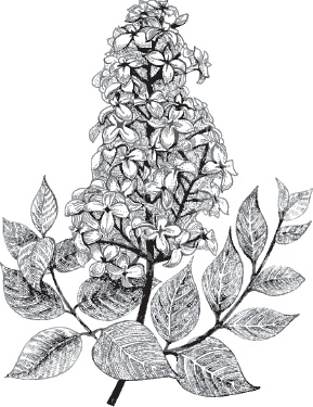 Иллюстрация к книге — Большая энциклопедия садовода-огородника от А до Я [_104.jpg]