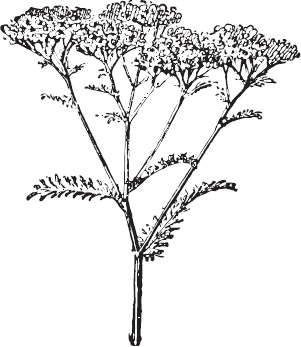 Иллюстрация к книге — Большая энциклопедия садовода-огородника от А до Я [_107.jpg]