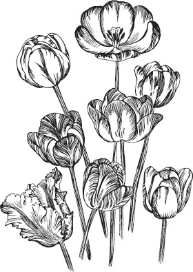 Иллюстрация к книге — Большая энциклопедия садовода-огородника от А до Я [_108.jpg]