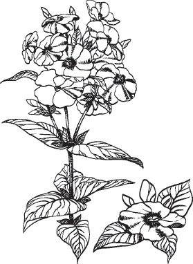 Иллюстрация к книге — Большая энциклопедия садовода-огородника от А до Я [_109.jpg]