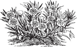 Иллюстрация к книге — Большая энциклопедия садовода-огородника от А до Я [_111.jpg]