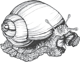 Иллюстрация к книге — Большая энциклопедия садовода-огородника от А до Я [_112.jpg]