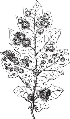 Иллюстрация к книге — Большая энциклопедия садовода-огородника от А до Я [_113.jpg]