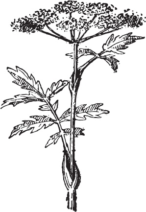 Иллюстрация к книге — Большая энциклопедия садовода-огородника от А до Я [_116.jpg]