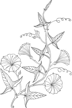 Иллюстрация к книге — Большая энциклопедия садовода-огородника от А до Я [_119.jpg]