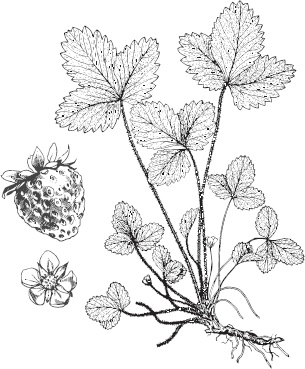 Иллюстрация к книге — Большая энциклопедия садовода-огородника от А до Я [_12.jpg]