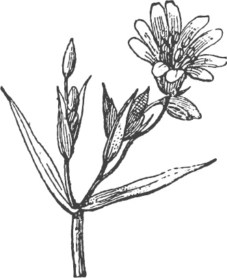 Иллюстрация к книге — Большая энциклопедия садовода-огородника от А до Я [_122.jpg]