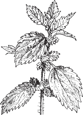 Иллюстрация к книге — Большая энциклопедия садовода-огородника от А до Я [_123.jpg]