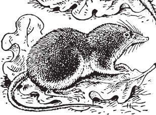 Иллюстрация к книге — Большая энциклопедия садовода-огородника от А до Я [_124.jpg]