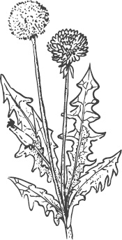 Иллюстрация к книге — Большая энциклопедия садовода-огородника от А до Я [_130.jpg]