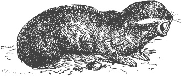 Иллюстрация к книге — Большая энциклопедия садовода-огородника от А до Я [_133.jpg]