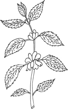 Иллюстрация к книге — Большая энциклопедия садовода-огородника от А до Я [_134.jpg]