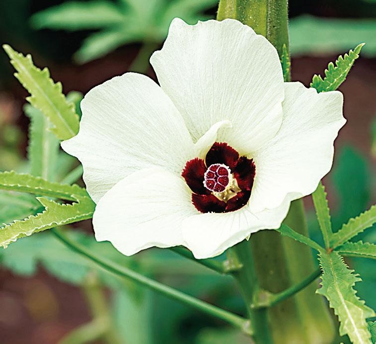 Иллюстрация к книге — Большая энциклопедия садовода-огородника от А до Я [_138.jpg]