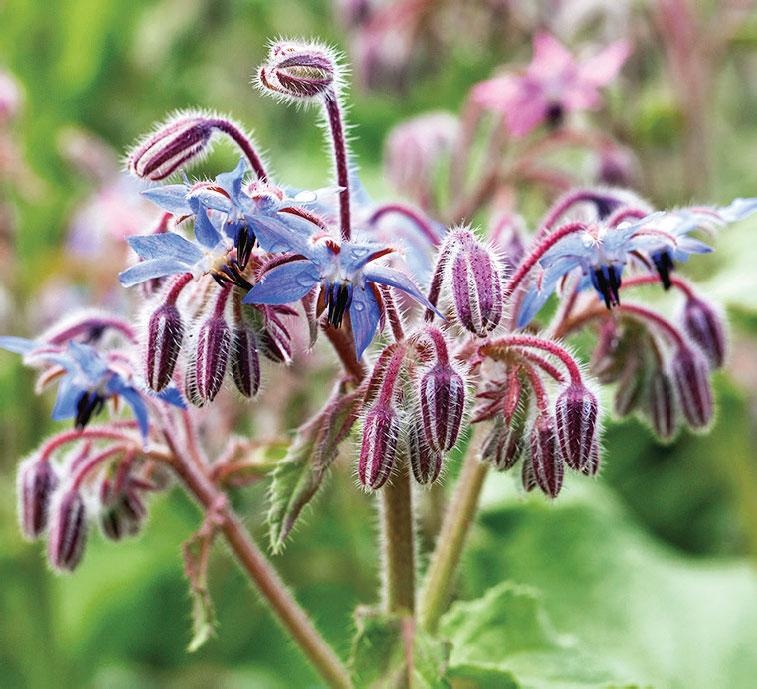 Иллюстрация к книге — Большая энциклопедия садовода-огородника от А до Я [_140.jpg]