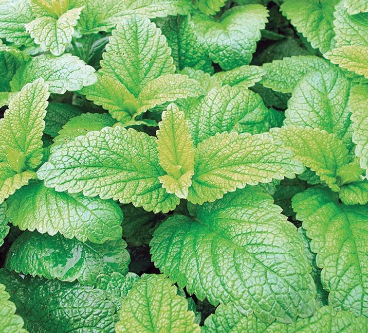 Иллюстрация к книге — Большая энциклопедия садовода-огородника от А до Я [_141.jpg]