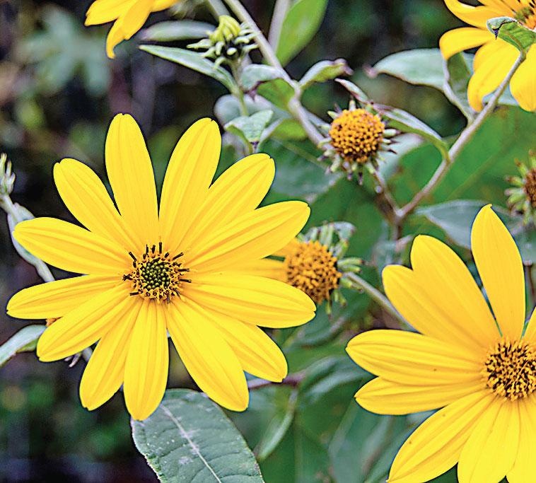 Иллюстрация к книге — Большая энциклопедия садовода-огородника от А до Я [_143.jpg]