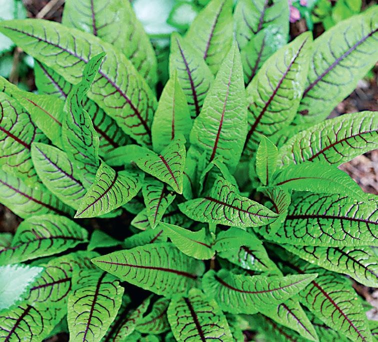 Иллюстрация к книге — Большая энциклопедия садовода-огородника от А до Я [_147.jpg]