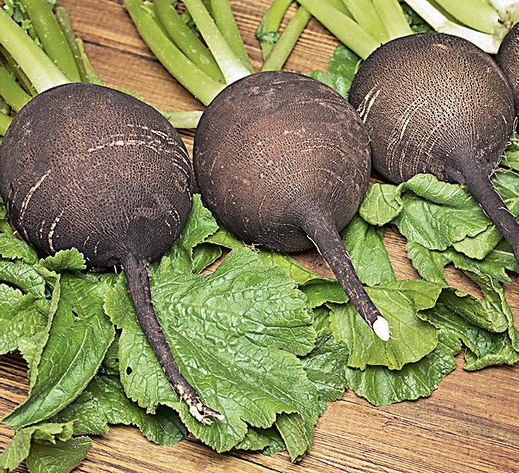 Иллюстрация к книге — Большая энциклопедия садовода-огородника от А до Я [_149.jpg]