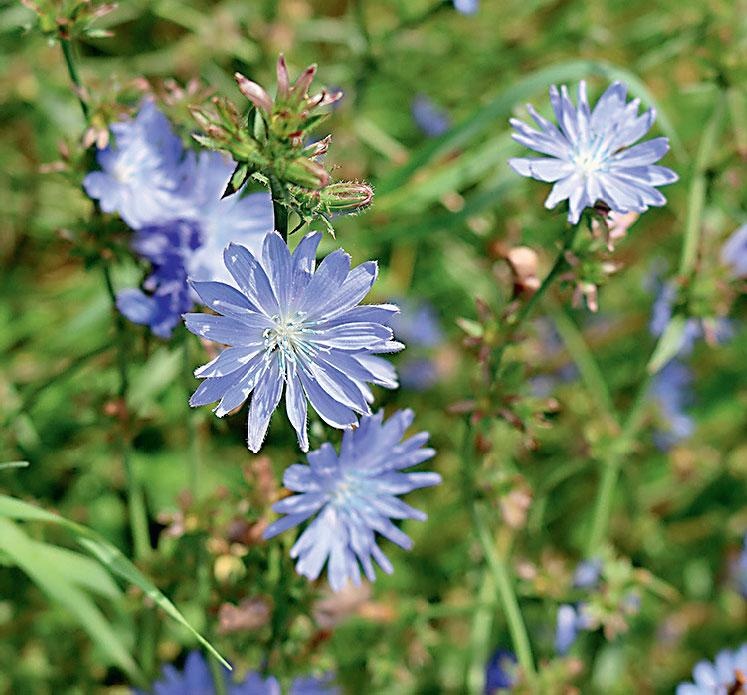Иллюстрация к книге — Большая энциклопедия садовода-огородника от А до Я [_151.jpg]