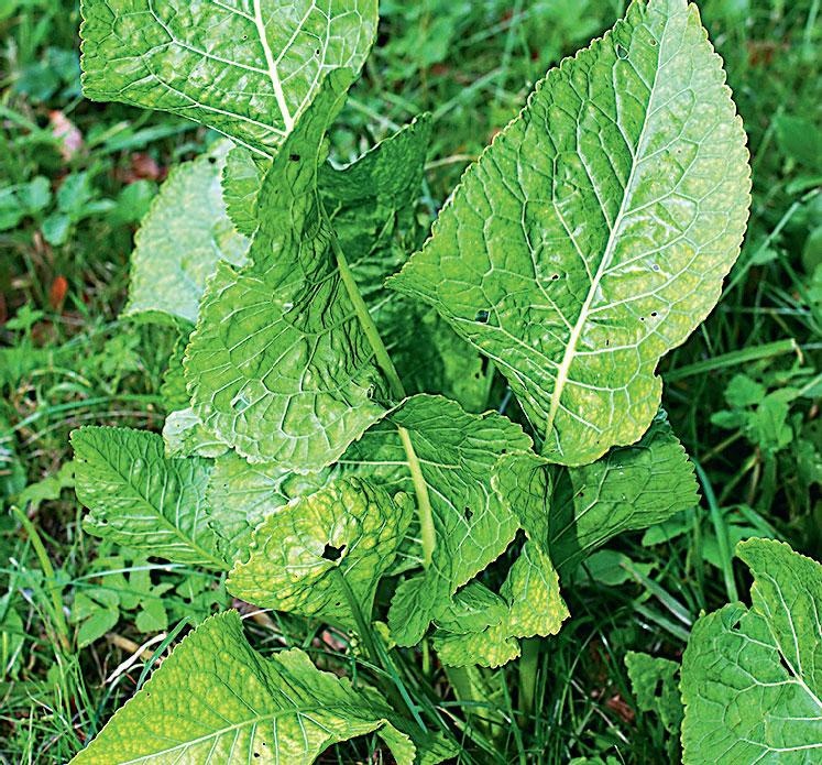 Иллюстрация к книге — Большая энциклопедия садовода-огородника от А до Я [_153.jpg]