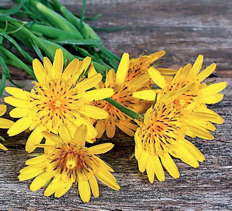 Иллюстрация к книге — Большая энциклопедия садовода-огородника от А до Я [_158.jpg]