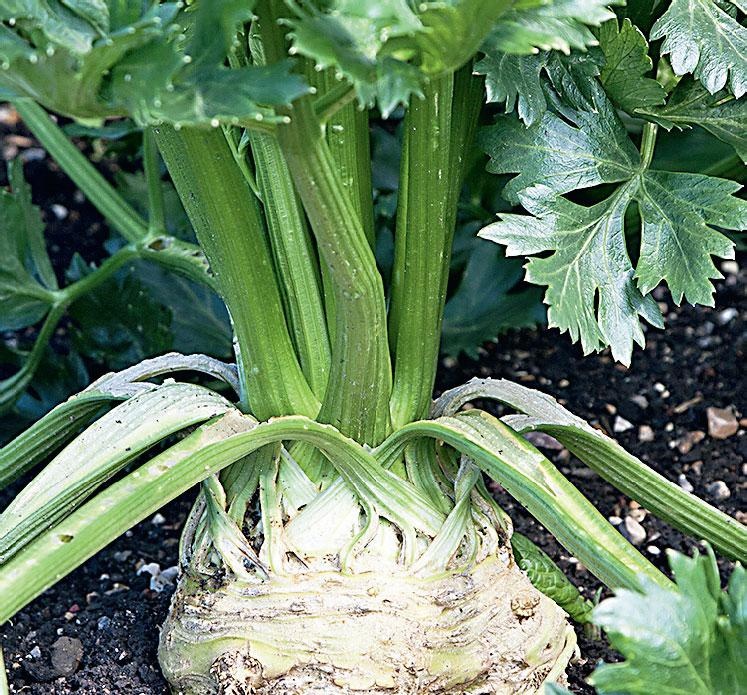 Иллюстрация к книге — Большая энциклопедия садовода-огородника от А до Я [_159.jpg]