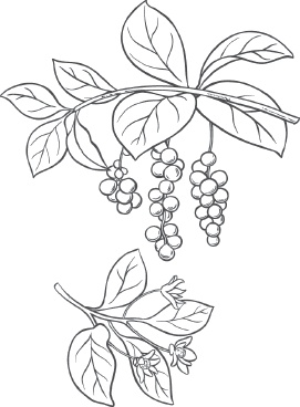 Иллюстрация к книге — Большая энциклопедия садовода-огородника от А до Я [_16.jpg]