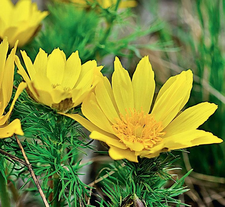 Иллюстрация к книге — Большая энциклопедия садовода-огородника от А до Я [_163.jpg]